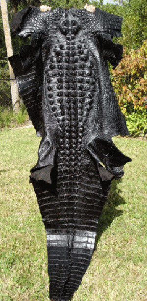 Hornback Gator Skins
